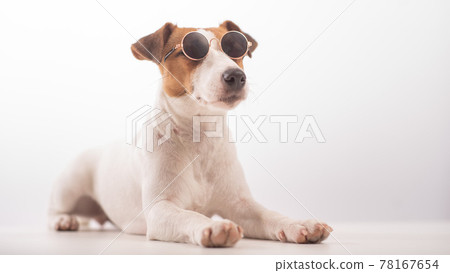 Jack russell terrier dog portrait in sunglasses on white background 78167654