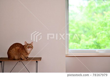 Life with a cat Fresh green season 1 78167979