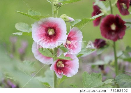 鮮味山公園 春天到初夏的綠意盎然，鮮花盛開 78168502