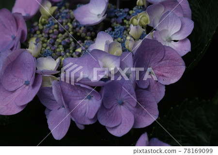 Rain and hydrangea 78169099