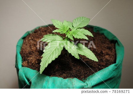 Fresh young marijuana seedling grows in soil, flat lay. Growing concept. 78169271