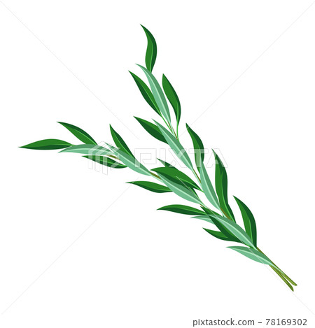 Illustration of willow branches Happy Sukkot traditional symbol. Illustration of willow branches Happy Sukkot traditional symbol. 78169302