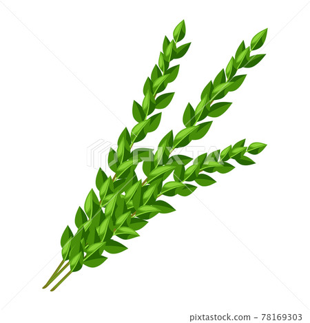 Illustration of myrtle branches Happy Sukkot traditional symbol. 78169303