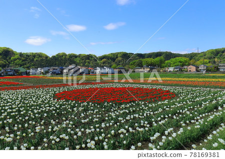 Negarami Mae Paddy Hamura Tulip Park Negarami Mae Paddy Hamura Tulip Park 78169381