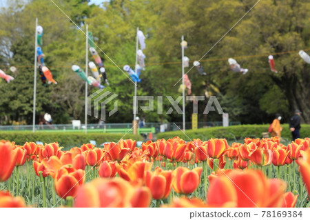 Negarami Mae Paddy Hamura 鬱金香公園 78169384