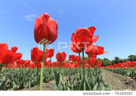 Negarami Mae Paddy Hamura Tulip Park 78169387