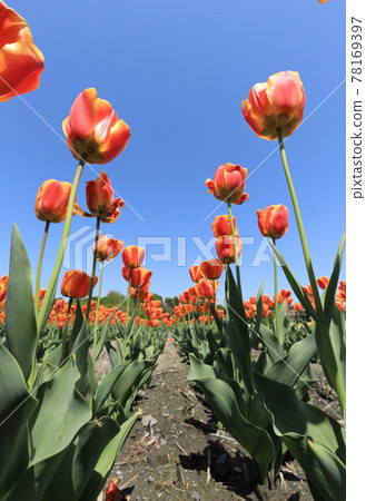 Negarami Mae Paddy Hamura Tulip Park Negarami Mae Paddy Hamura Tulip Park 78169397