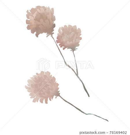 【透明】乾花野花 78169402