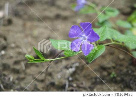 Tsurukikyo flowers 78169453