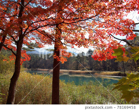 Red maple in full of autumn leaves, lapis lazuli lake, yellow of grass autumn leaves add color 78169458