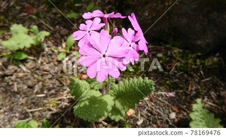 Primrose (peach) Primrose (peach) 78169476