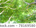 Looking up from inside the tree 78169580