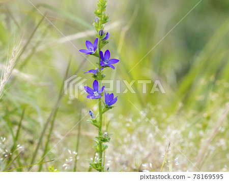 Flower of Snow flower Flower of Snow flower 78169595