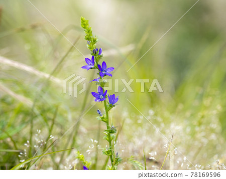 Flower of Snow flower 78169596