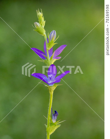 Flower of Snow flower 78169598