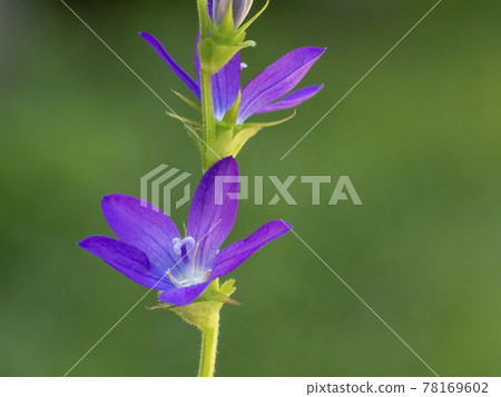 Flower of Snow flower Flower of Snow flower 78169602