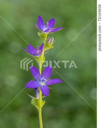 Flower of Snow flower Flower of Snow flower 78169606