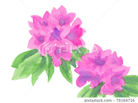 石楠花 21513pix8 石楠花 21513pix8 78169716