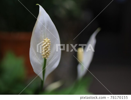 可愛的盛開的鮮花 可愛的盛開的鮮花 78170155