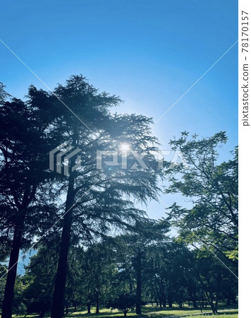 透過樹木窺視的陽光 透過樹木窺視的陽光 78170157