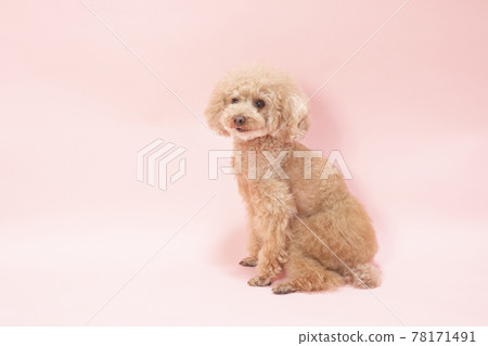 粉紅色背景中微笑的玩具貴賓犬 78171491