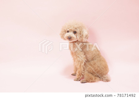 粉紅色背景中微笑的玩具貴賓犬 78171492