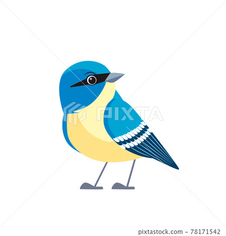 White-breasted nuthatch is a small songbird of the nuthatch family common across North America. Cartoon flat style beautiful character of ornithology, vector illustration isolated on white background White-breasted nuthatch is a small songbird of the nuthatch family common across North America. Cartoon flat style beautiful character of ornithology, vector illustration isolated on white background 78171542