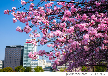 Shinobazu Pond, Ueno Park in spring when cherry blossoms (Red Toy) bloom in Taito-ku, Tokyo 78171937