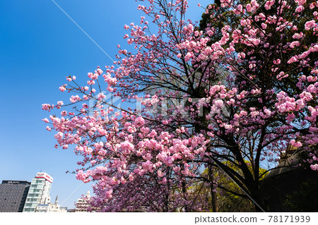Ueno Park in spring when cherry blossoms (Red Toy) bloom in Taito-ku, Tokyo 78171939
