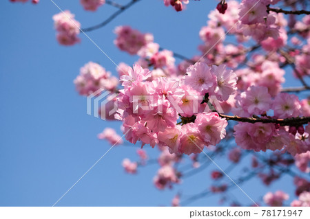 Sakura (Beniyutaka) Ueno Park, Taito-ku, Tokyo - Stock Photo