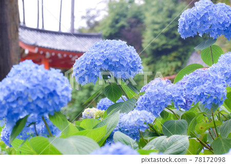 Blue hydrangea flowers 78172098