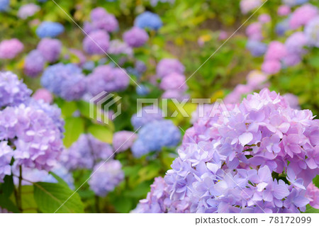 發光的繡球花 發光的繡球花 78172099
