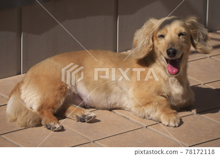 Miniature dachshund with a big smile 78172118