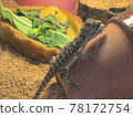 努力吞下食物的大鬍子龍 78172754