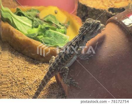 努力吞下食物的大鬍子龍 78172754