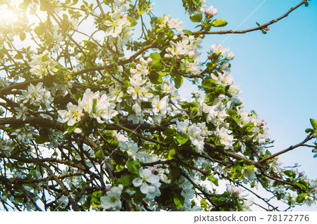 Beautiful blooming fruit tree. Flowering plants in spring 78172776