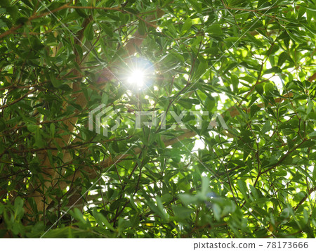 Beautiful sunny green foliage of trees with sun beams and rays sparkle through branches moving by blowing wind 78173666