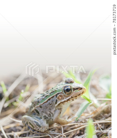 Waterside Tonosama Frog Tonosama Frog Frog Frog Child Waterside Tonosama Frog Tonosama Frog Frog Frog Child 78173719