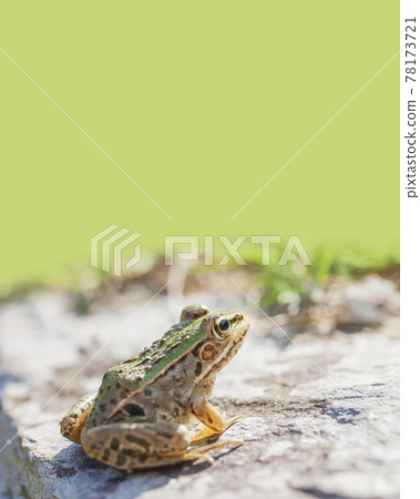 Waterside Tonosama Frog Tonosama Frog Frog Frog Child Waterside Tonosama Frog Tonosama Frog Frog Frog Child 78173721