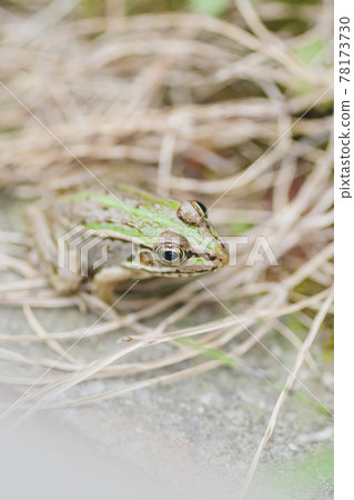 Waterside Tonosama Frog Tonosama Frog Frog Frog Child 78173730