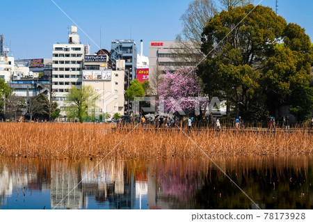 Shinobazu Pond, Spring Ueno Park, Taito-ku, Tokyo 78173928