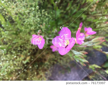 螞蟻在月見草的花中 螞蟻在月見草的花中 78173997