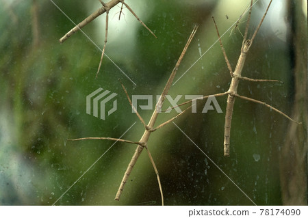 Annan stick insect close up 78174090