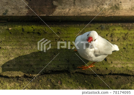 white diamond bird while looking at you white diamond bird while looking at you 78174095