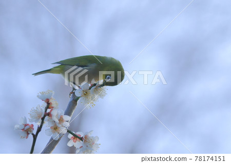 一朵白眼啄梅花 一朵白眼啄梅花 78174151