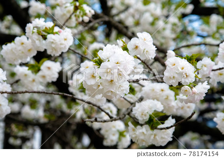 Sakura blooming in Ueno Park in spring (Shirotae) Taito-ku, Tokyo Sakura blooming in Ueno Park in spring (Shirotae) Taito-ku, Tokyo 78174154