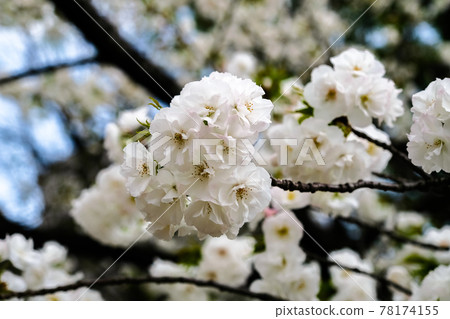Sakura blooming in Ueno Park in spring (Shirotae) Taito-ku, Tokyo Sakura blooming in Ueno Park in spring (Shirotae) Taito-ku, Tokyo 78174155