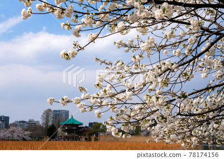 Sakura blooming in Ueno Park in spring, Taito-ku, Tokyo Sakura blooming in Ueno Park in spring, Taito-ku, Tokyo 78174156