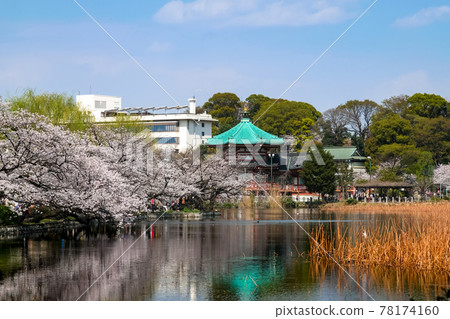 東京台東區春天上野公園不忍池和櫻花 78174160