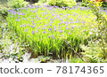 Iris 78174365